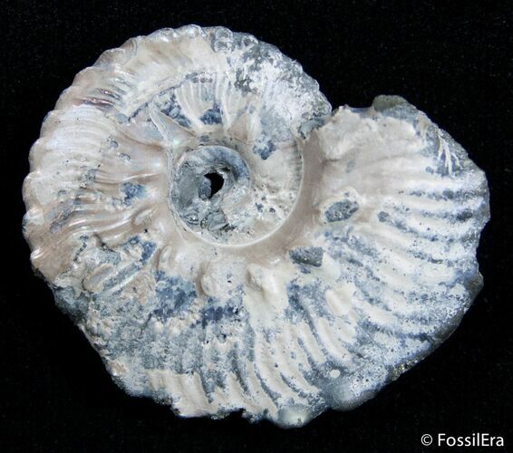 Inch Wide Euhoplites Ammonite - England #2396